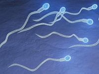Спермограмма: расшифровка анализа